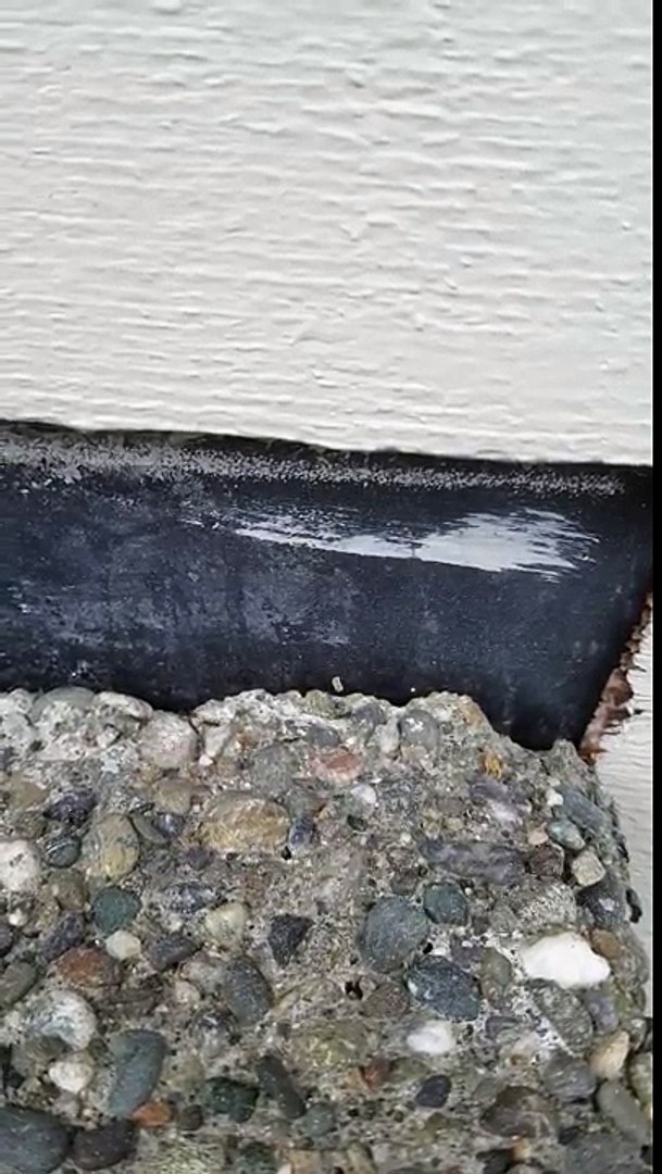 ⁣Ants control: How to find ants nests