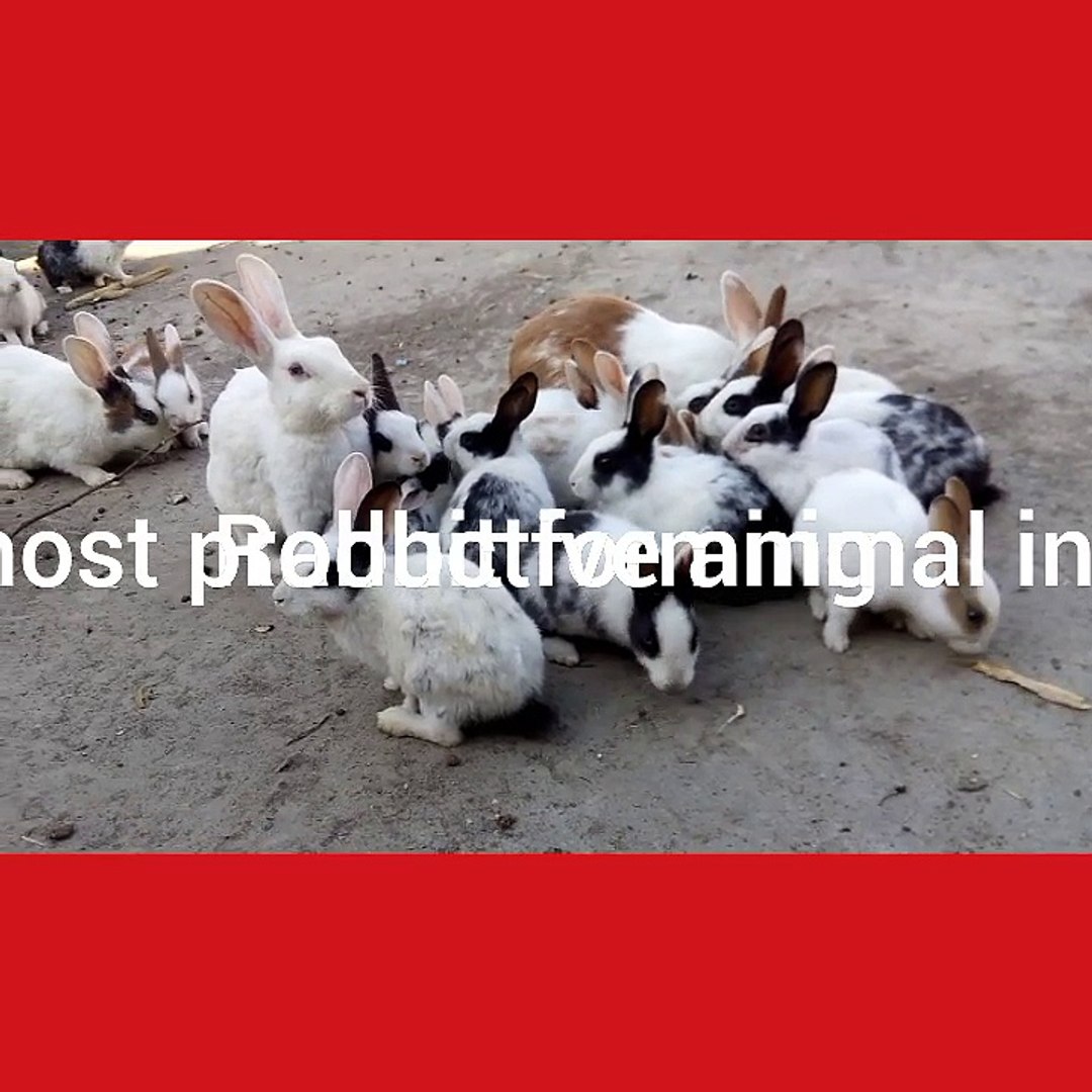 Funny Rabbits