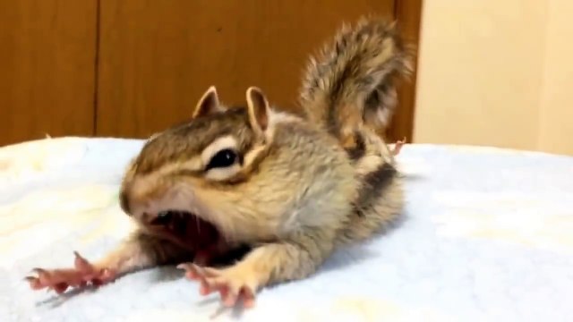 Ce tamia apprivoisé a une réaction hilarante lorsqu’il découvre des draps de lit frais... Ha ha ha !!