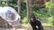Zoo Animal Attacks ★ Animals That Don't Know What Glass Is! (HD) [Epic Laughs]