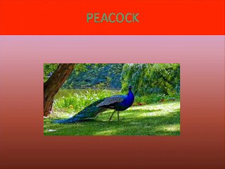 Birds Names Learning Beautiful Video - Kids Educational Video -