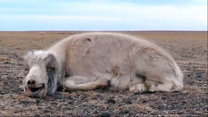 Rare wild antelope facing extinction in Mongolia