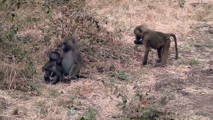 Baby baboons playing