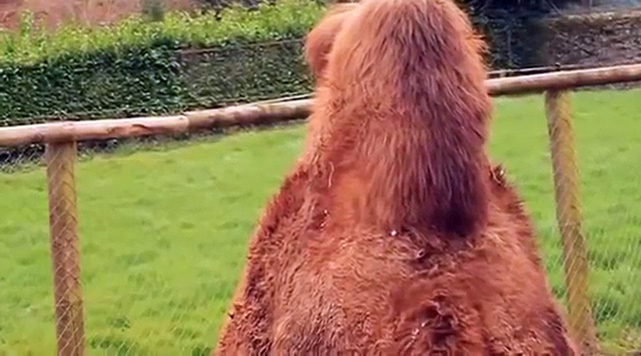 Bactrian Camel funny