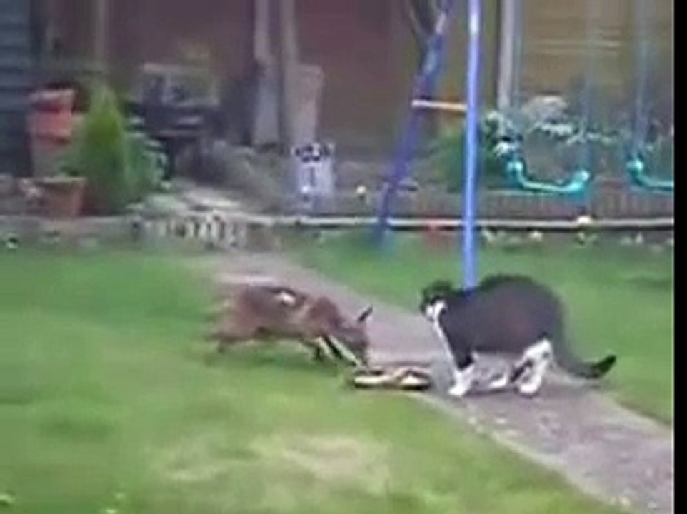 cat fights a fox