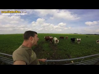 Sığırlığını Olumlu Yönde Kullanıp Geğirerek İnekleri Çağıran Eleman