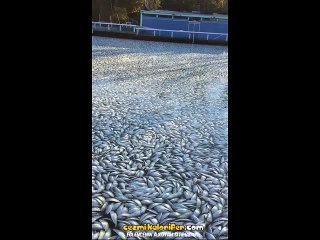 Urfa Balıklı Göle Diss Atan Balıklar