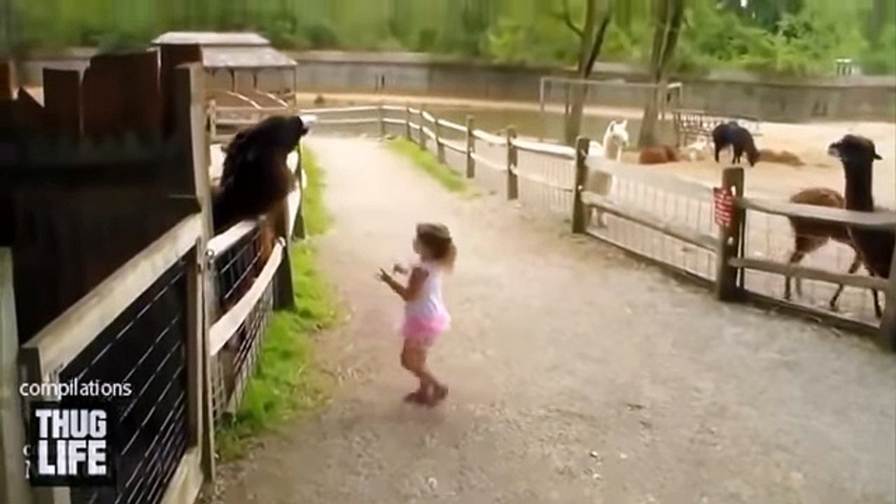 Best Animal Thug Life Compilation