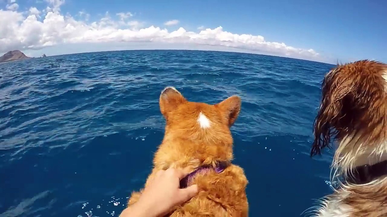 Ce chien attend de voir les dauphins avec impatience !!