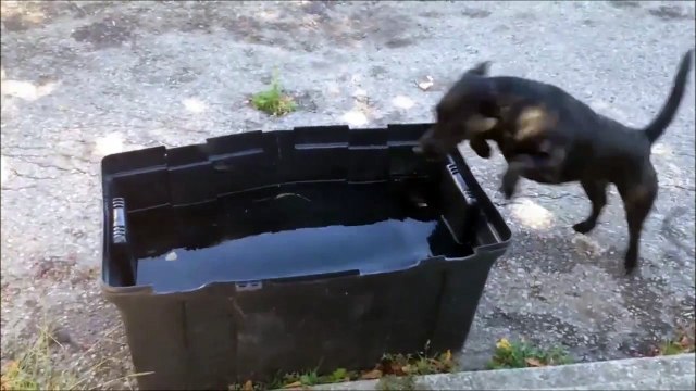 Ce Chien se fait son propre jacuzzi... Vive les bulles