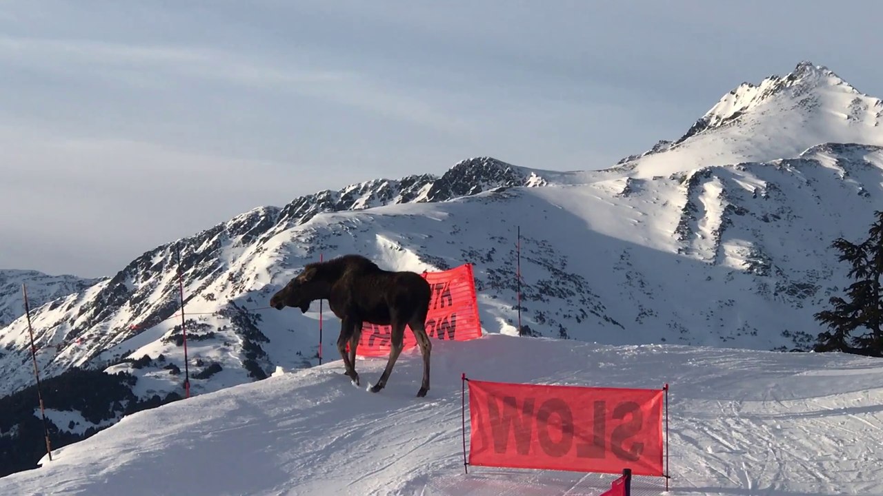 Ces skieurs tombent nez à nez avec un renne en pleine piste