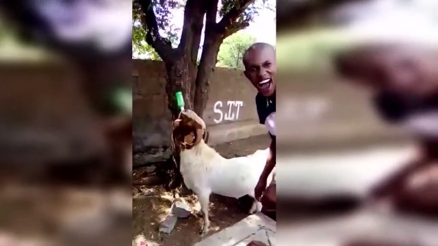 Cette chèvre aime boire de la bière