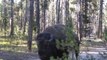 Quand un énorme bison passe à 2m de toi tu restes calme... Très calme!