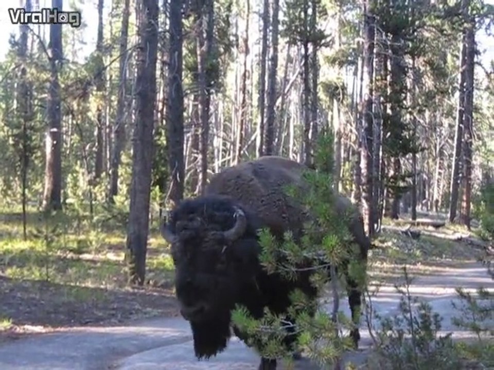 Quand un énorme bison passe à 2m de toi tu restes calme... Très calme!