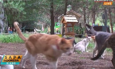 Mengintip Kota Kucing di Amerika Serikat