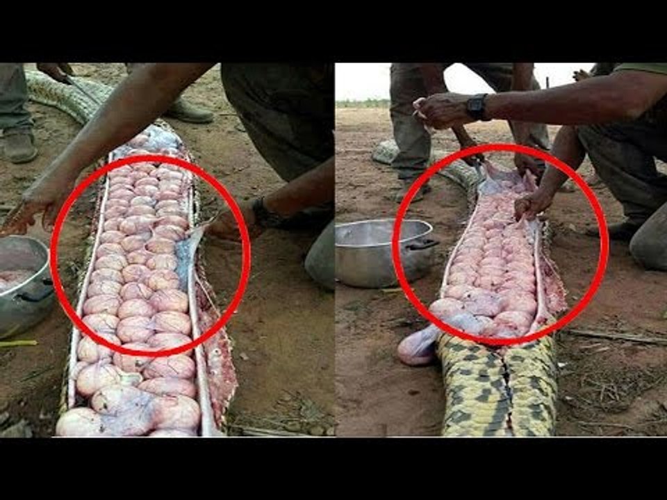 Sự thật kinh hoàng được phát hiện khi mổ bụng Trăn Đá Châu Phi