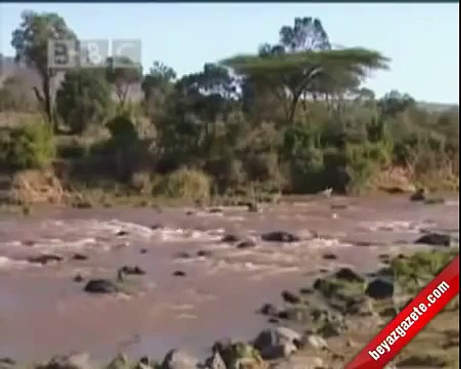 Lion Vs crocodile Amazing
