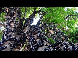 Tự hào khi  Việt Nam sở hữu loại quả quý hiếm nhất Thế Giới