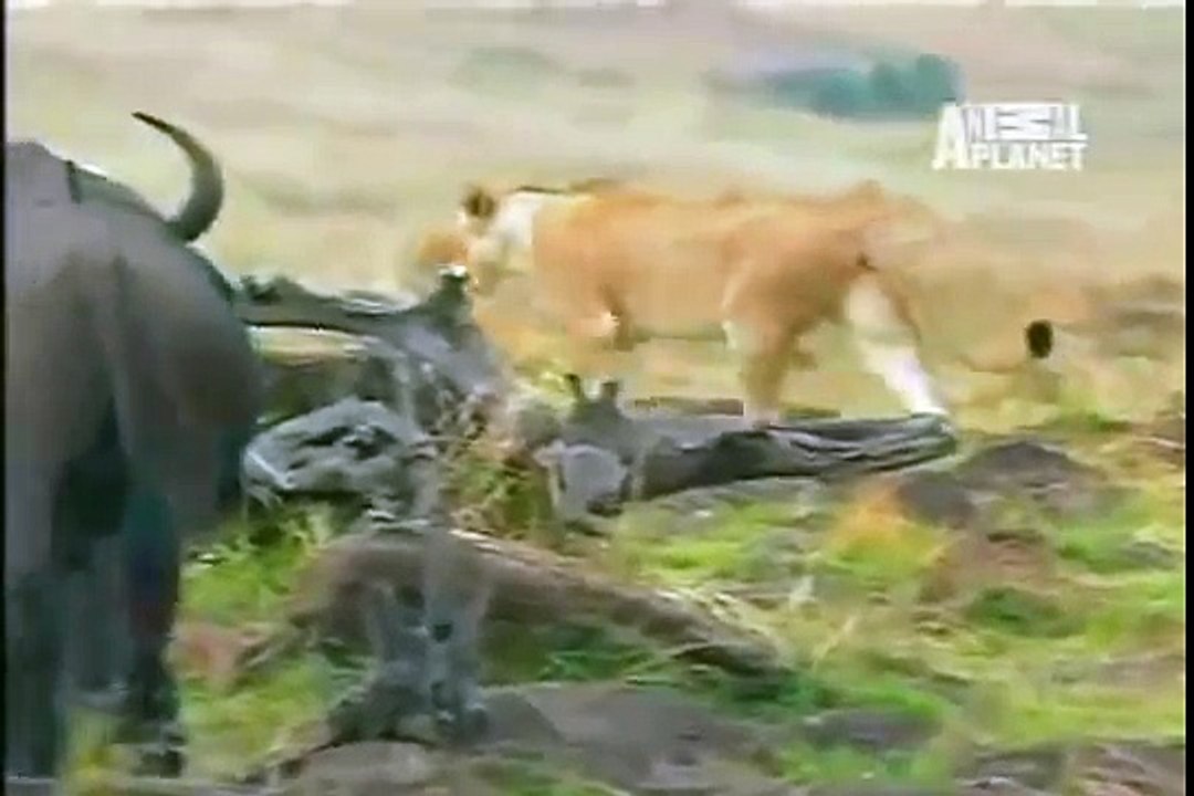 lion vs buffaloes