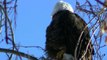 Eagle fishing BEAUTIFUL NATURE Winter Minnesota in HD