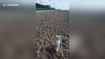 Cute dog's hilariously bad attempt at a game of fetch