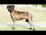 Dac diem cho Cane Corso | Đặc điểm, tính cách Giống Chó Cane Corso