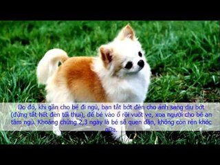 Cách nuôi chó Chihuahua khỏe mạnh từ nhỏ đến lớn các vấn đề hay gặp phải