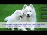 Sinh Lý - CHU KỲ SINH SẢN CỦA CHÓ CÁI Sinh lý sinh sản ở chó | Yêu Thú Cưng