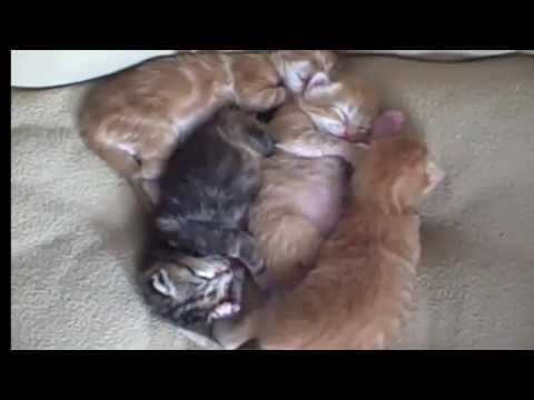 Mèo Con Kêu Dễ Thương Gọi Mẹ | mèo con Kêu meo meo đáng yêu hài hước nhất