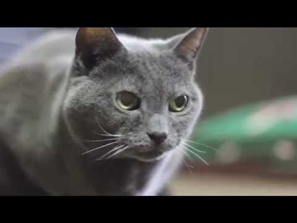 cats-meowing-loudly-at-night-cats-meowing-loudly-non-stop-video