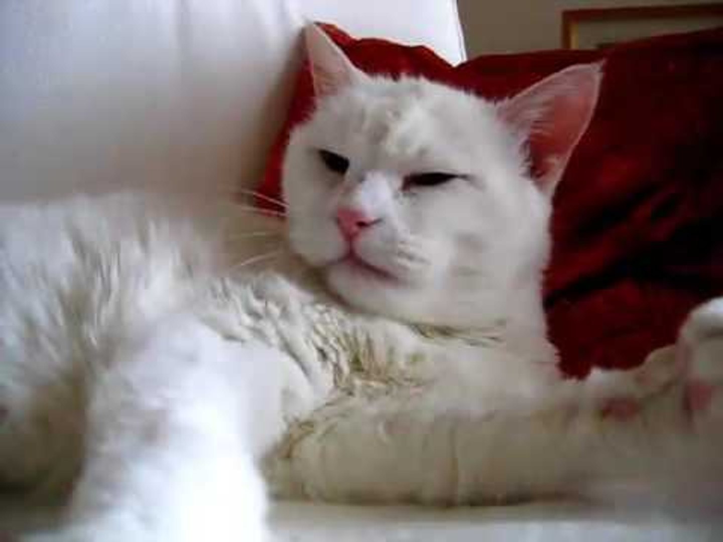 Tiếng Mèo Kêu Đuổi Chuột Ban Đêm Rất Kinh Dị - Tiếng Mèo Kêu Rùng Rợn. -  Video Dailymotion