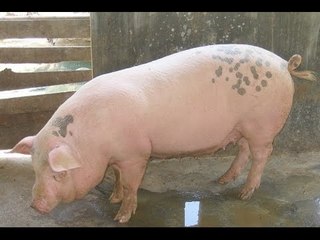 Tiếng Lợn kêu éc éc Tiếng con Lợn Tham Ăn vừa ăn vừa kêu