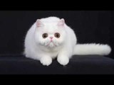 Kinh nghiệm nuôi và chăm sóc mèo Ba Tư Cách nuôi mèo Ba Tư con | Chăm sóc lông cho mèo Ba Tư
