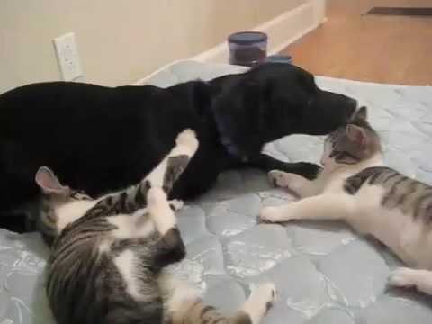 Chó Mèo Đánh Nhau Hài Hước Vui Nhộn - Chó Mèo Đại Chiến.