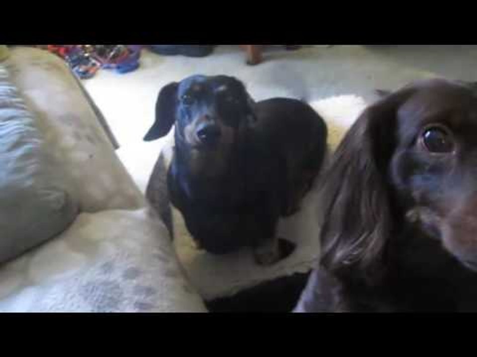 Chó Sủa Gâu Gâu Đòi Chủ Cho Ăn - Tiếng Chó Sủa Đòi Ăn Hài Hước.