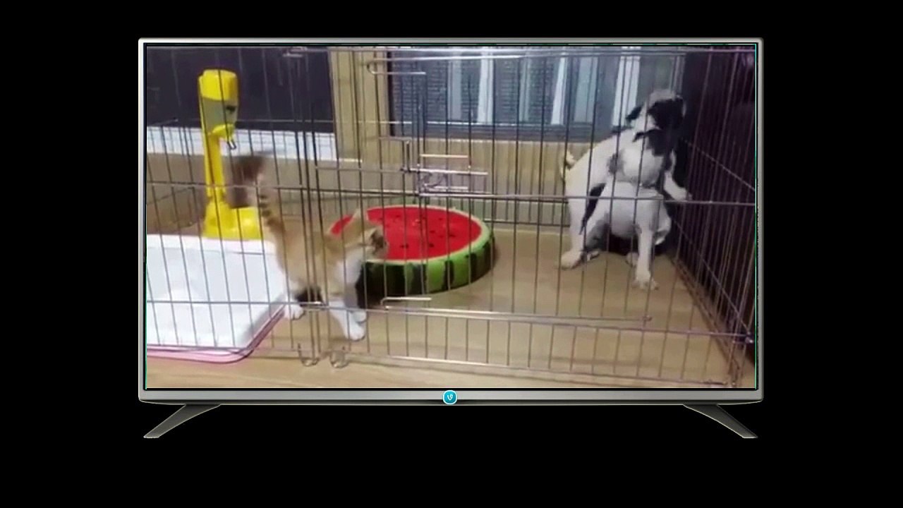 Funny cats compilation - Most see