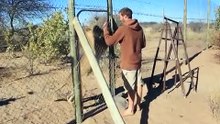 Palpitant ! Ils aperçoivent une tribu de lions en train de s’attaquer à deux jeunes lionceaux et abandonnant une troisiè