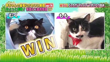 超かわいい映像連発！どうぶつピース「高画質」3月3日2017年