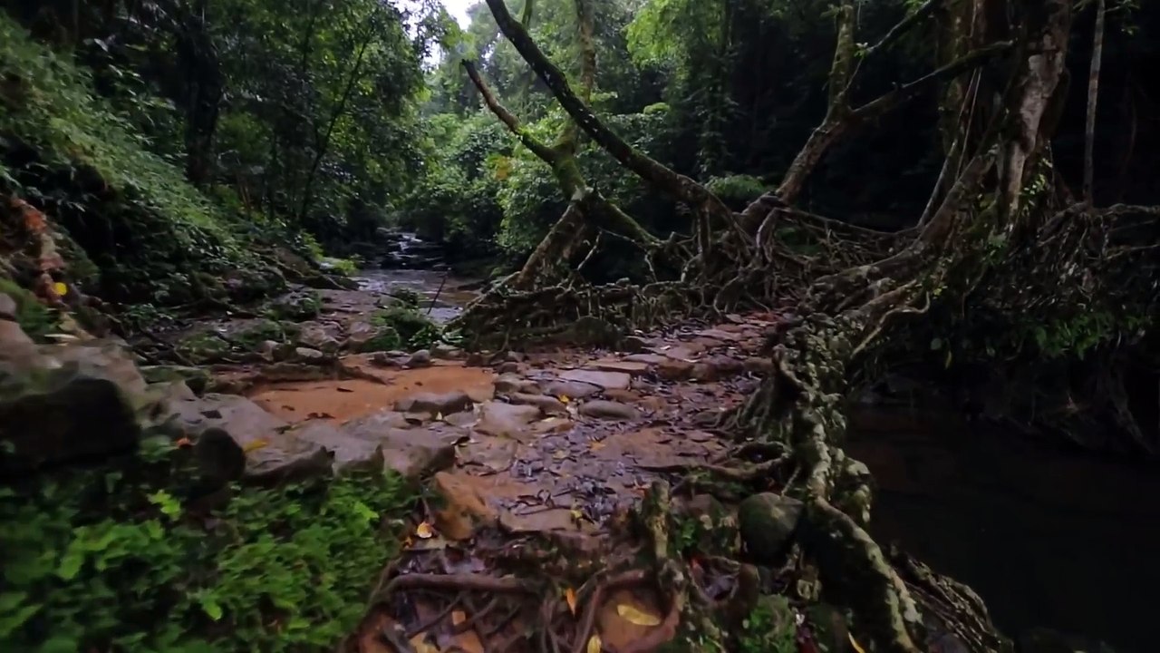 Living Root Bridge