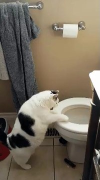 Trop gros, ce chat a du mal à sauter sa hauteur...