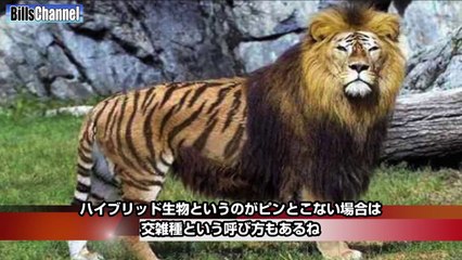 【フェイク画像】猿と人間のハイブリッド生物など嘘かホントか分らないもの５つの真偽【日本語字幕付】