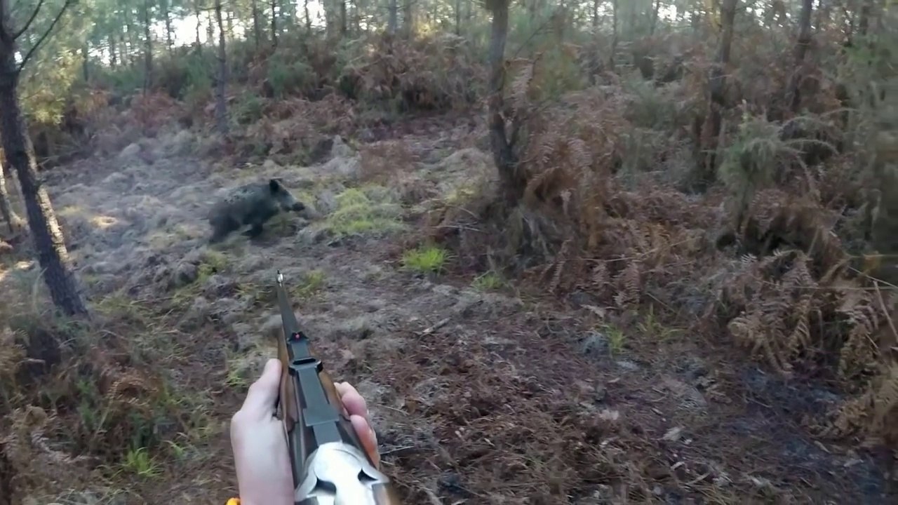 Une sélection des meilleurs moments de la chasse au sanglier