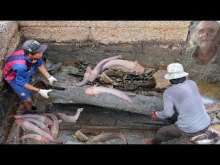 Kinh hoàng phát hiện  'Đàn Cá Trê Trắng lúc nhúc khi bốc mộ tổ'