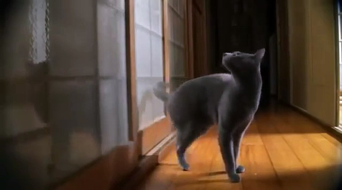 Un chat sait frapper à la porte !!!