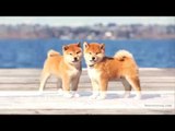 Các Giống Chó Nhật Đẹp Giống chó Nhật đẹp lung linh luôn