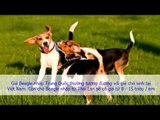 Chó săn thỏ Beagle. Mua bán và nuôi chó Beagle ở Việt Nam