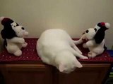 Chó Mèo Đánh Nhau Rất Hài Hước Vui Nhộn - Dog & Cat Funny Video
