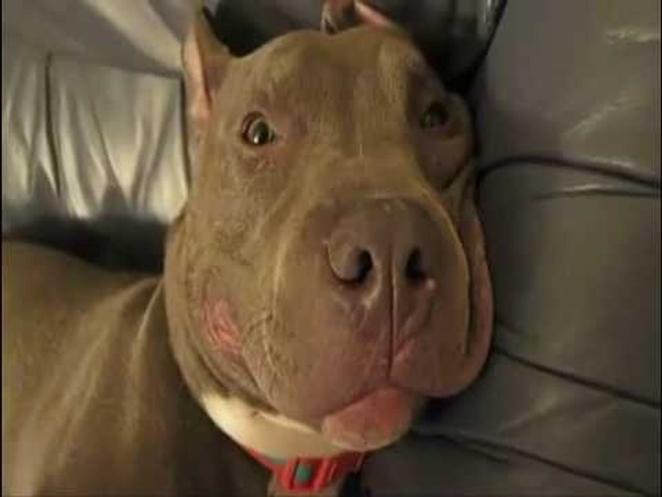Chó Pitbull To Nhất Thế Giới Chó Pitbull dễ thương Chó Pitbull Ngủ hài hước