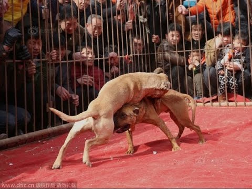 Chó Chiến Đấu - Giống Chó Chiến Đấu Cách Huấn Luyện chó Chiến Đấu