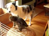 Chó Mèo Đánh Nhau Hài Hước - Chó mèo đánh nhau siêu Quậy.